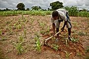 Sahel